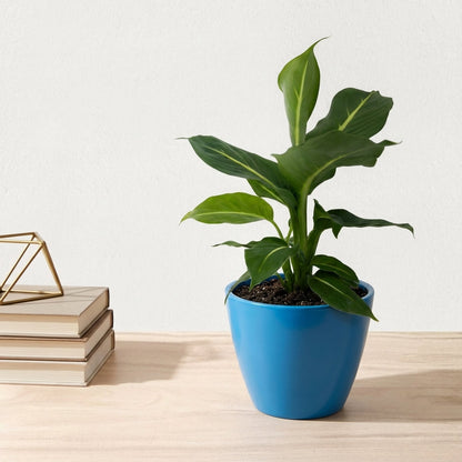 דיפנבכיה קונפקטה