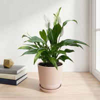 כד פסים שמנת קוטר 13 + תחתית