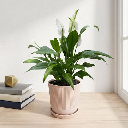 ספטיפיליום בינוני עציץ 12