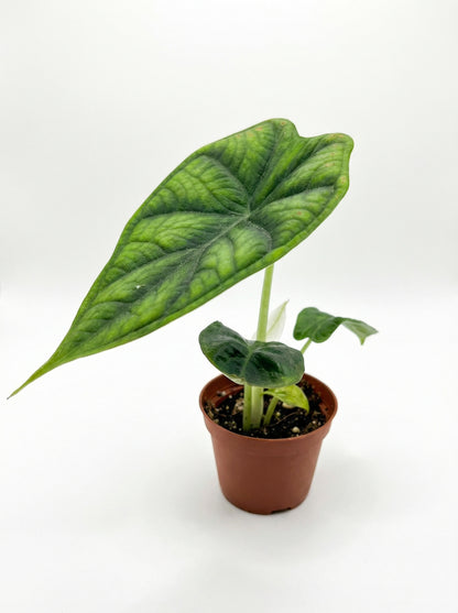 אלוקסיה דרגון סקייל| בייבי-1-nan.png.png