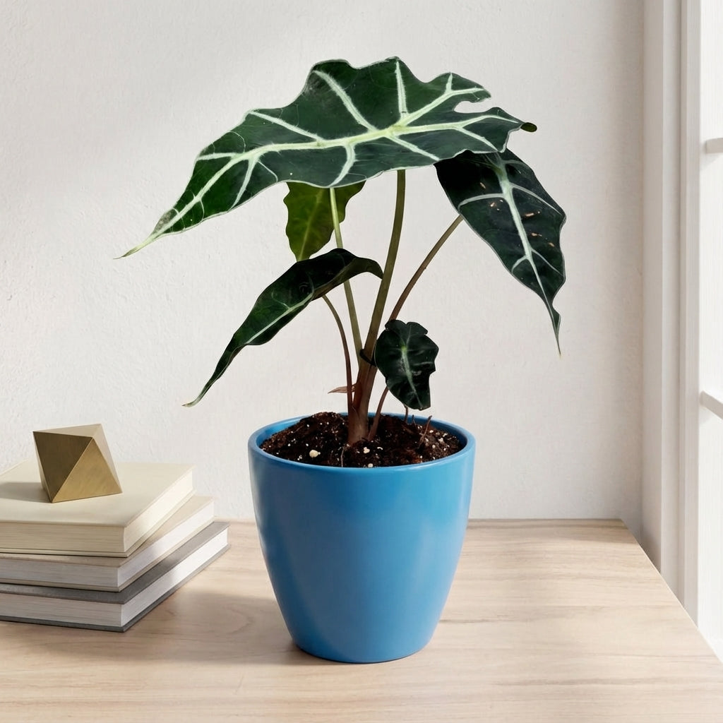 אלוקסיה פולי קוטר 12