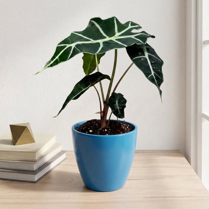 אלוקסיה פולי קוטר 12