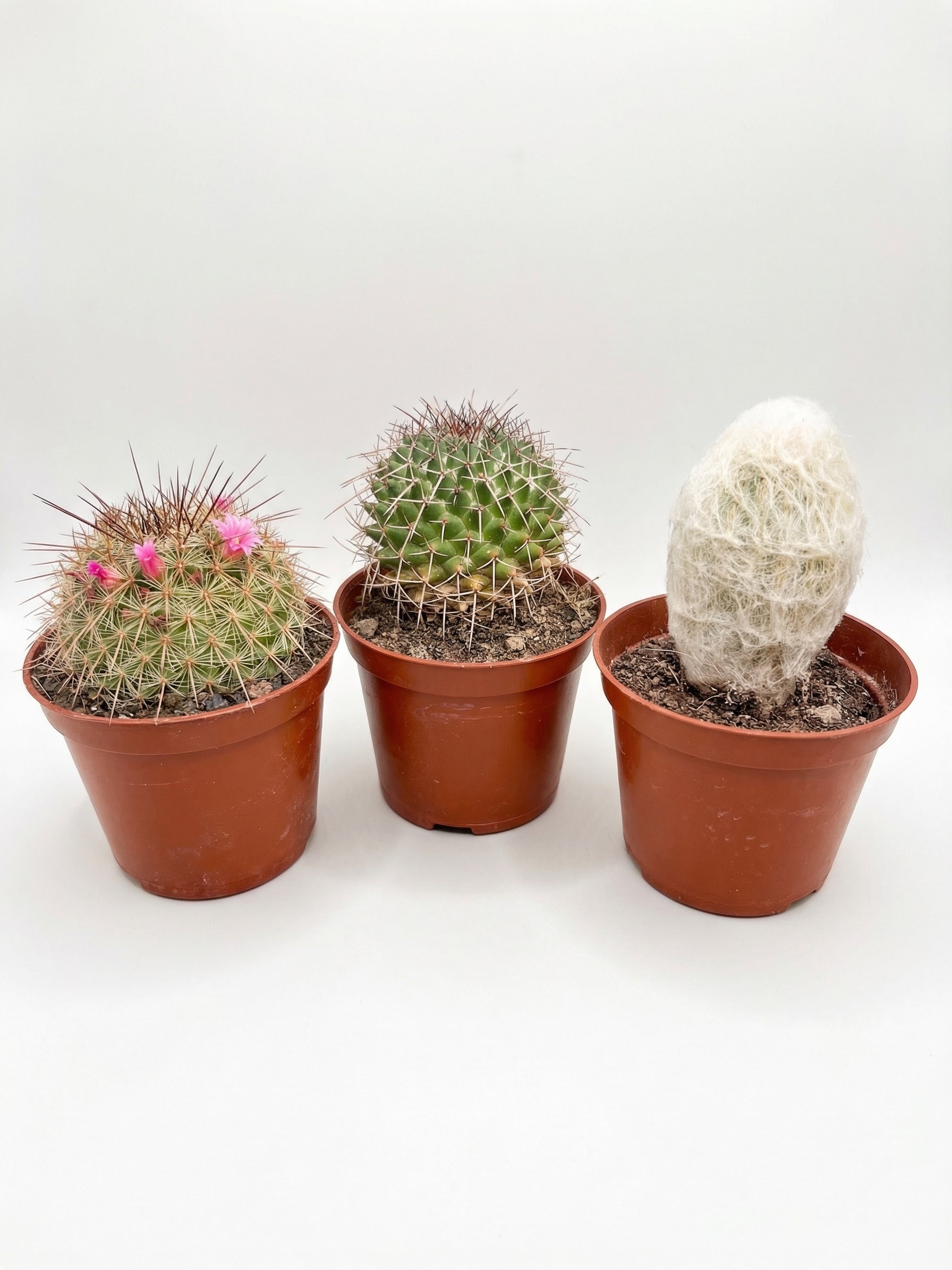 קקטוס בהפתעה | בייבי-1-nan.png.png