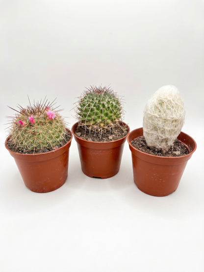 קקטוס בהפתעה | בייבי-1-nan.png.png