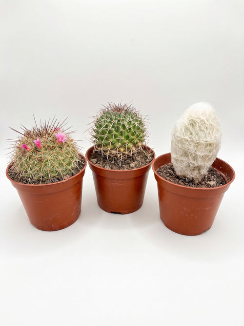 קקטוס בהפתעה | בייבי-1-nan.png.png