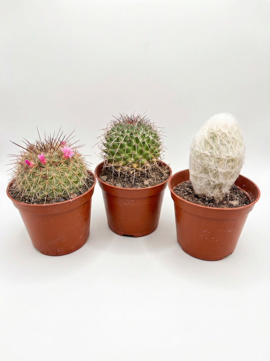 קקטוס בהפתעה | בייבי-1-nan.png.png