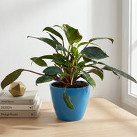 כד קרמיקה חלק כחול קוטר 13