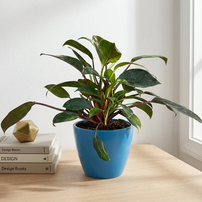 פילונדנדרון בירקין עציץ 12