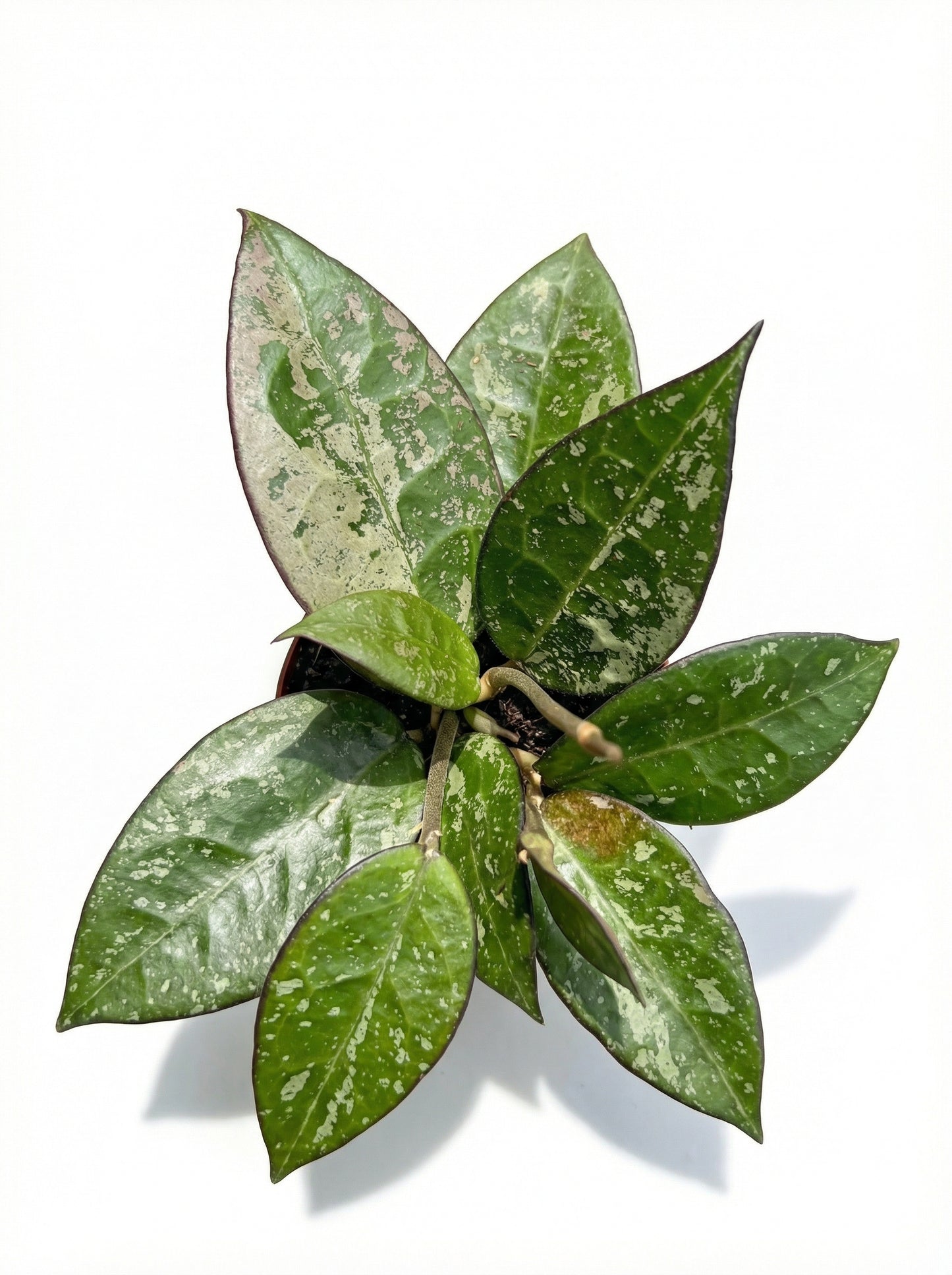 הויה בלאק מרגין ספלאש | בייבי מבצע-3-nan.png.png