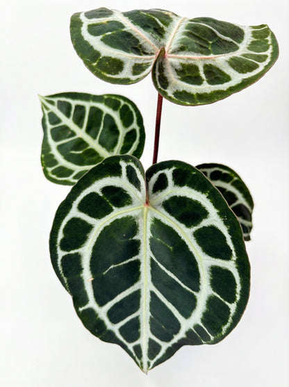 אנטוריום קריס הייבריד | בינוני-2-nan.png.png