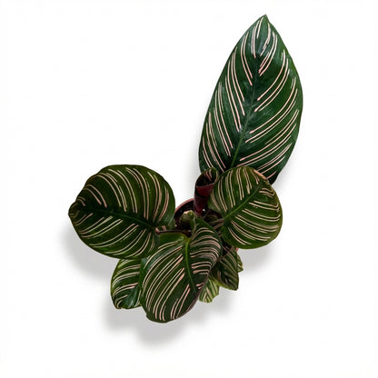 5-קלתאה אורנטה קוטר 12-nano.png.png