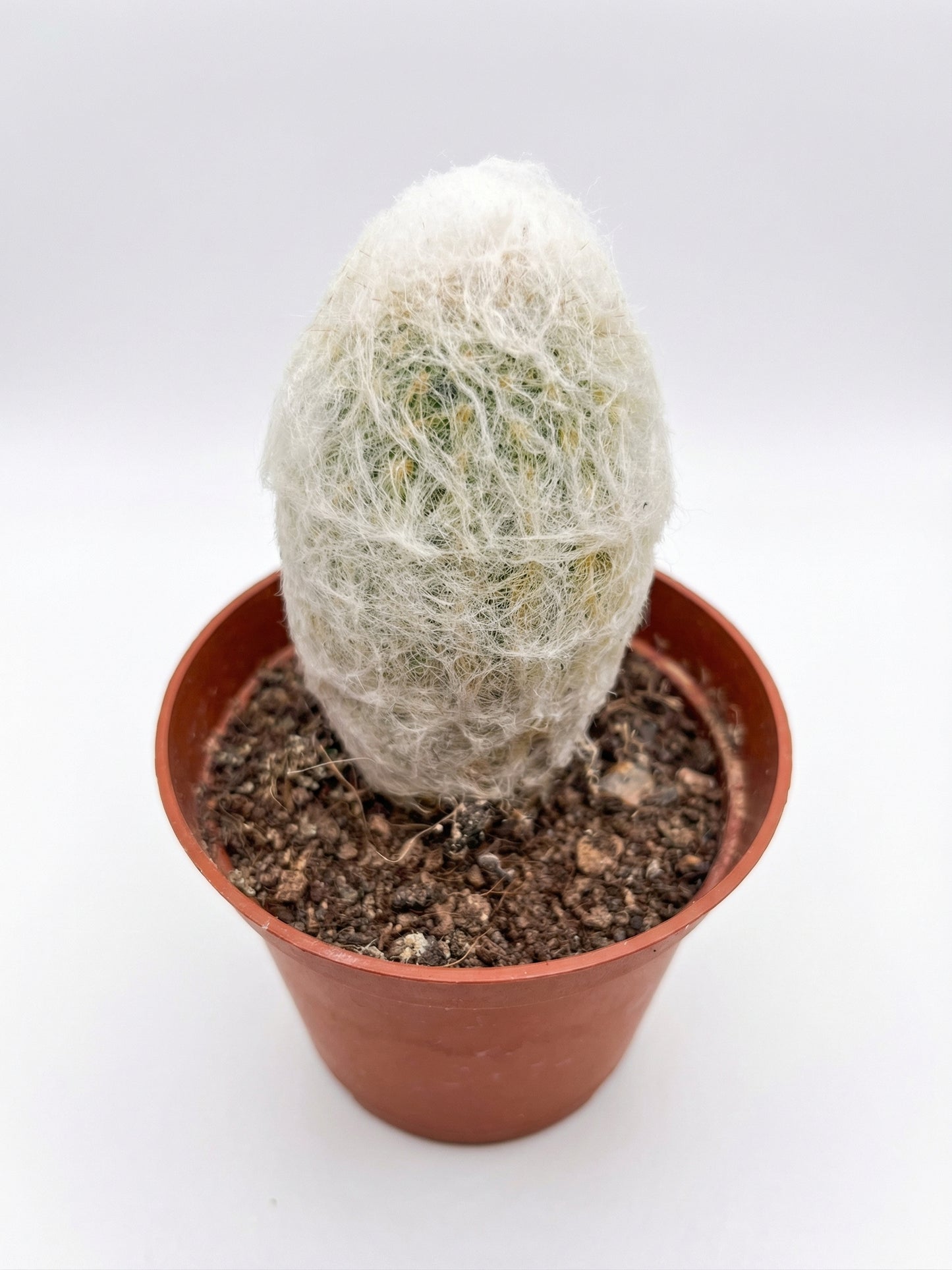 קקטוס בהפתעה | בייבי-3-nan.png.png