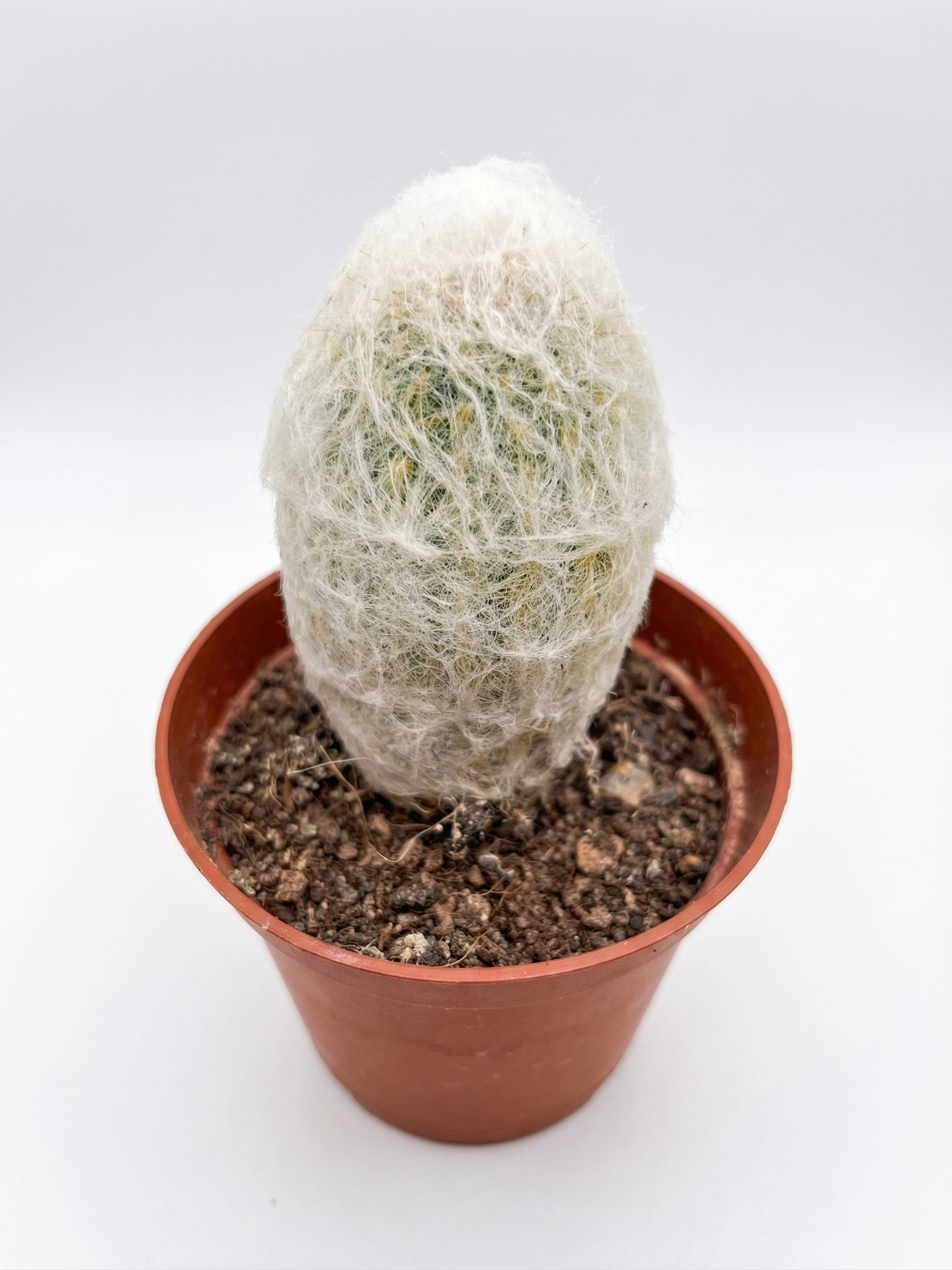 קקטוס בהפתעה | בייבי-3-nan.png.png