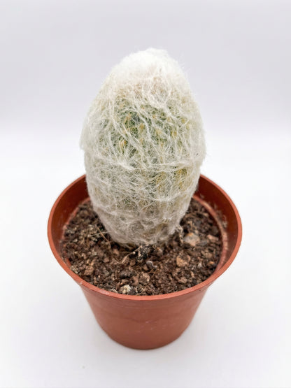 קקטוס בהפתעה | בייבי-3-nan.png.png