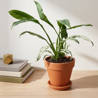 כד טרקוטה חום קוטר 15 + תחתית