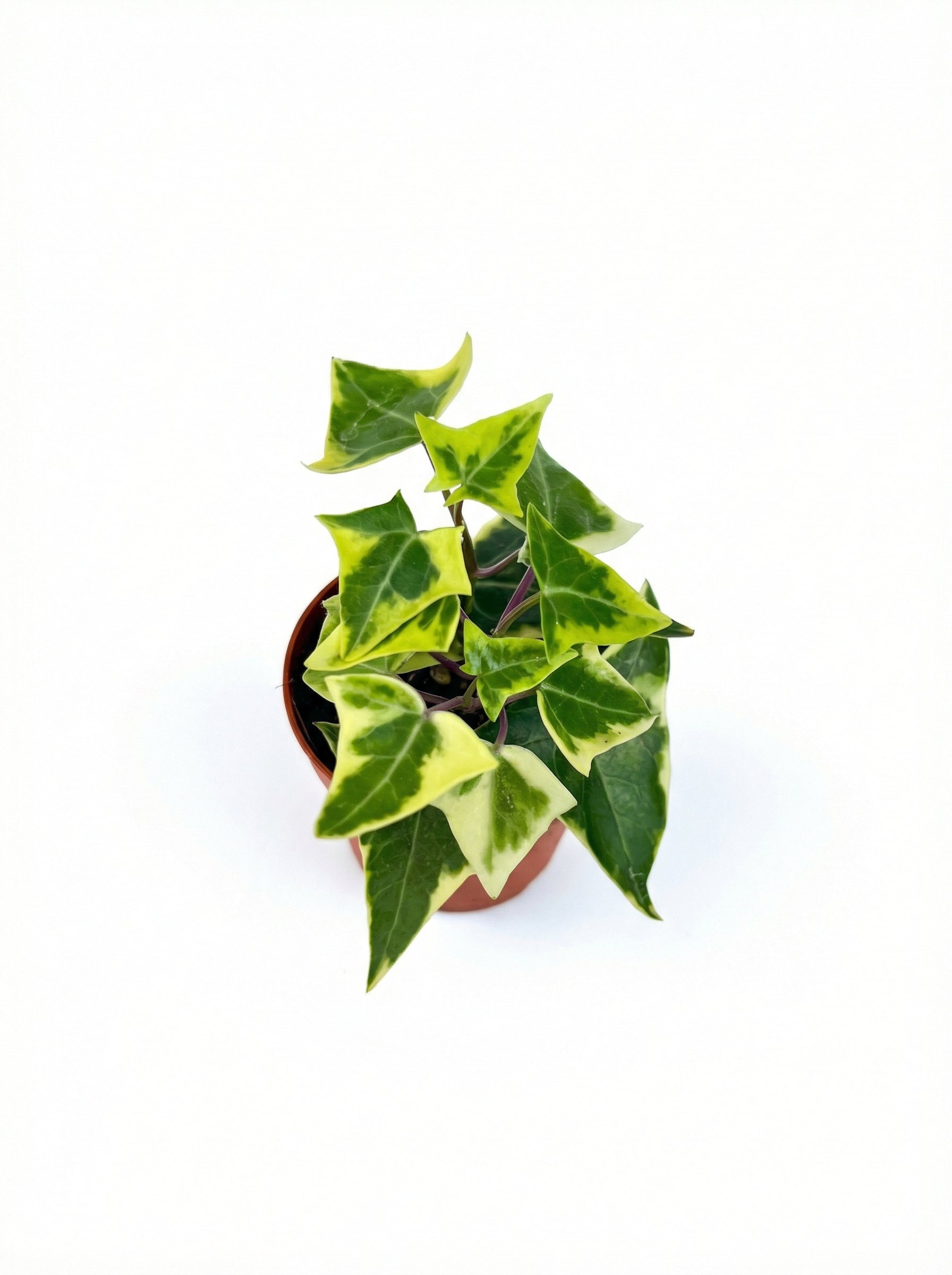 סנציו קיסוסי| בייבי-2-nan.png.png