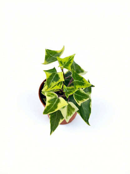 סנציו קיסוסי| בייבי-2-nan.png.png