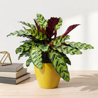 כד קרמיקה חלק צהוב קוטר 13