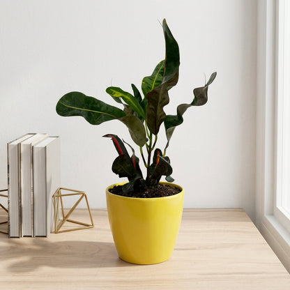 קרוטון מסולסל