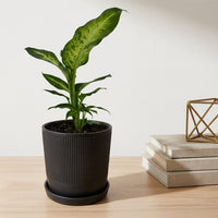 כד פסים שחור קוטר 13 + תחתית