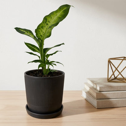 דיפנבכיה סמר סטייל