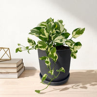 כד פסים שחור קוטר 13 + תחתית