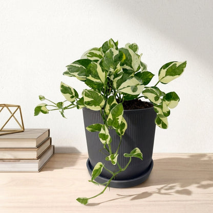 פוטוס אנגוי עציץ קוטר 12 ס״מ