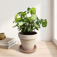 כד טרקוטה בהיר קוטר 16 + תחתית