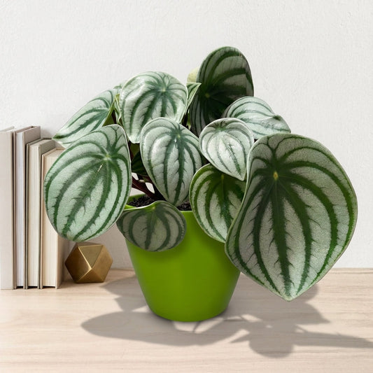 פליאה פפרומיה אבטיח