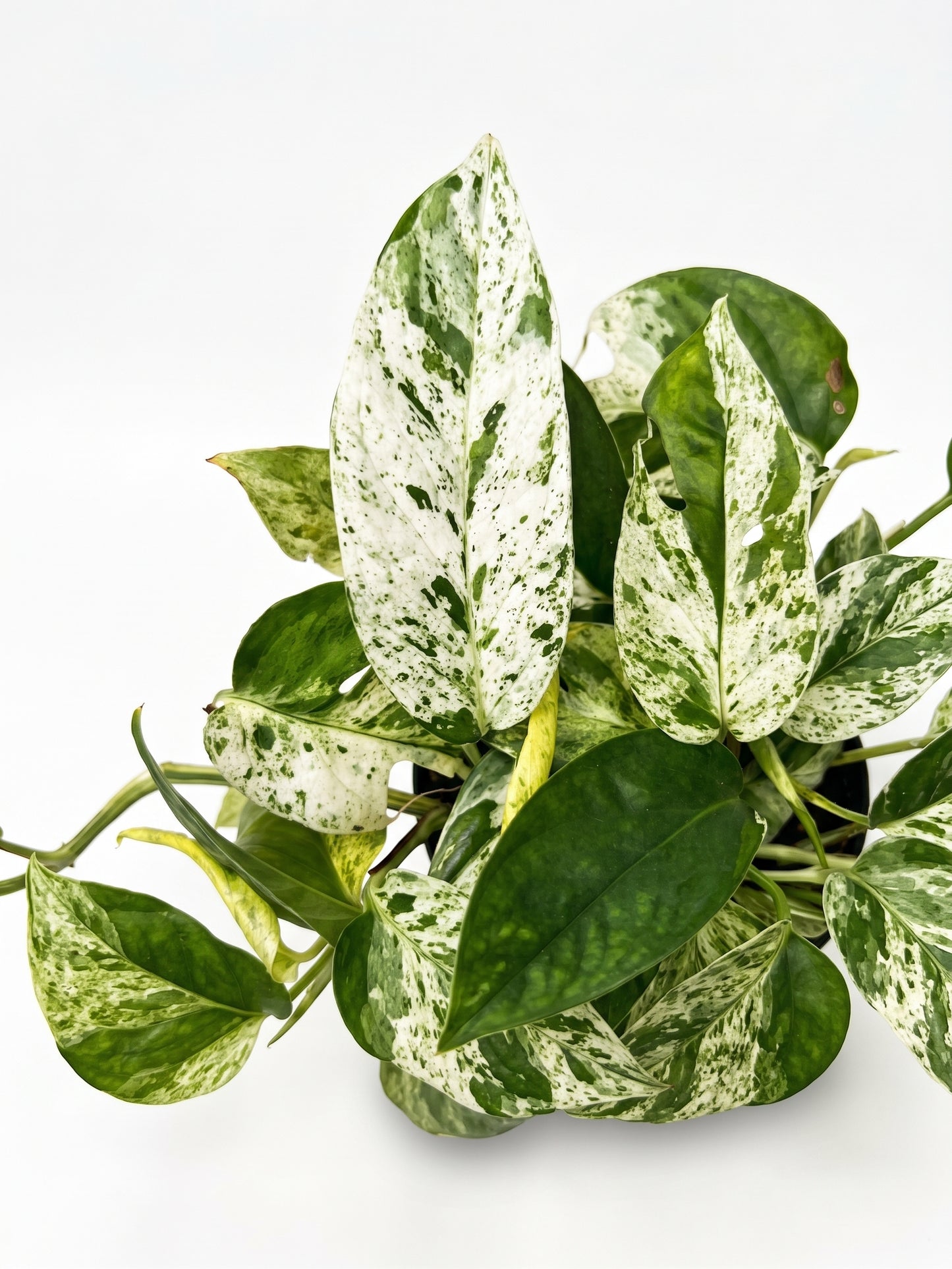 אפיפרמנום פינאטום מרבל | בינוני-3-nan.png.png