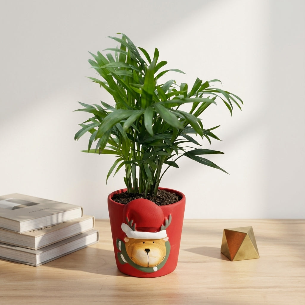 כמדוריאה קטן