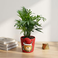 עציץ קרמיקה אייל | קוטר 9