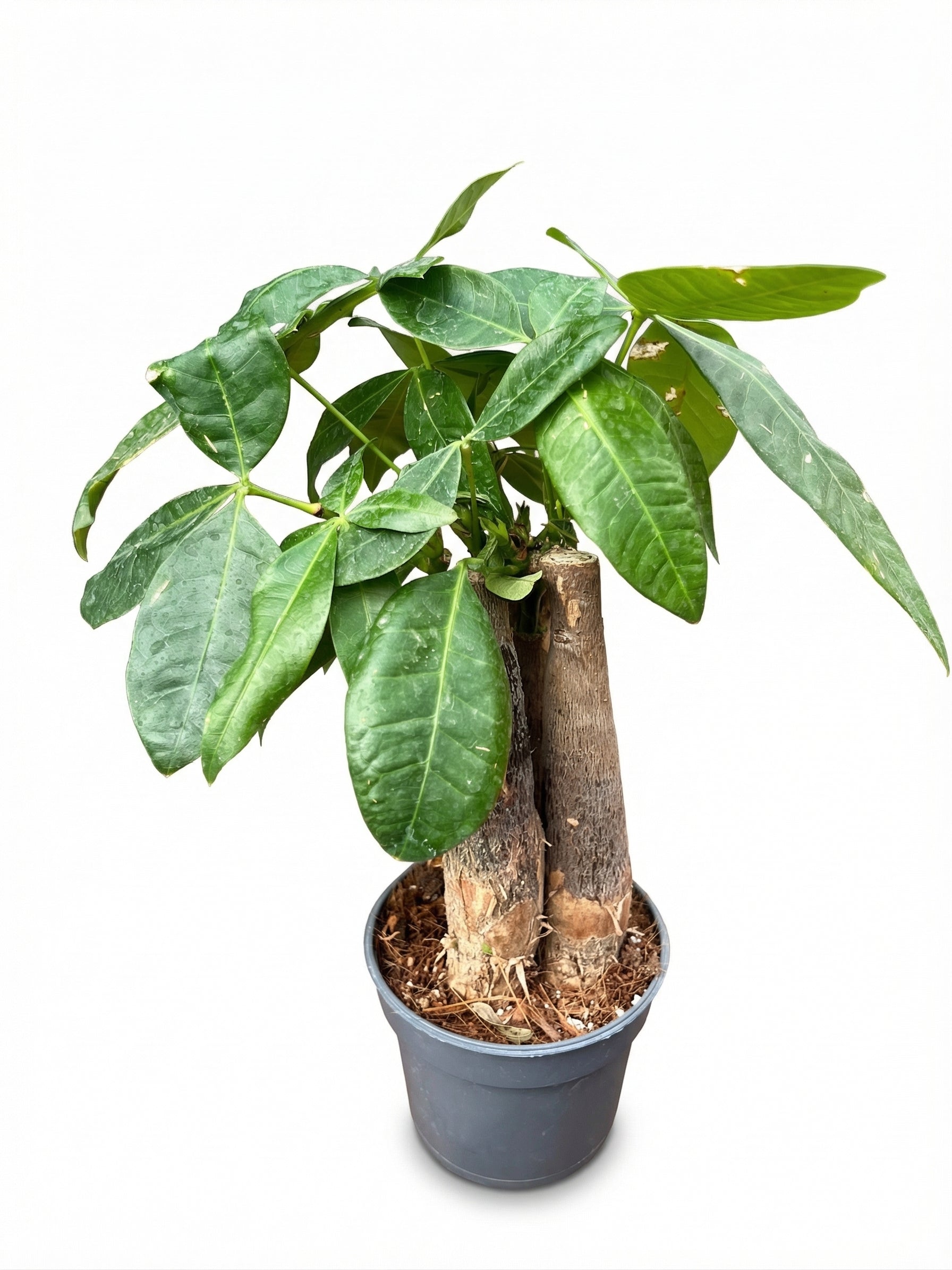 פכירה שלישיות | בייבי-3-nan.png.png