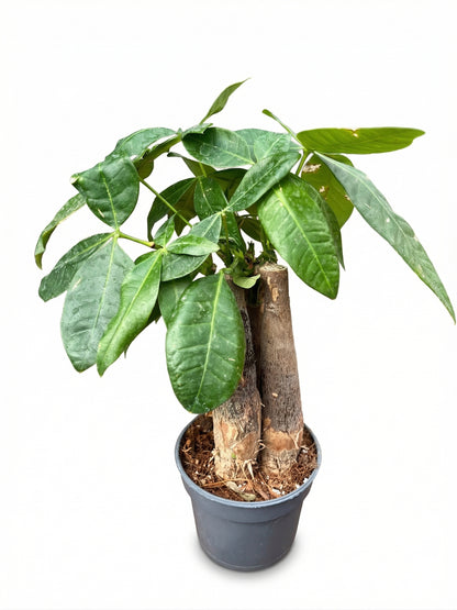 פכירה שלישיות | בייבי-3-nan.png.png