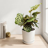 כד פסים לבן קוטר 13 + תחתית