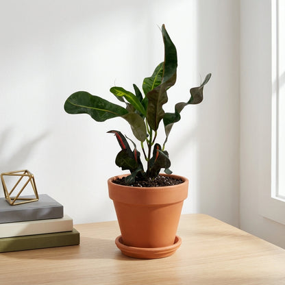 קרוטון מסולסל