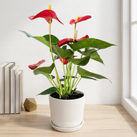 כד פסים לבן קוטר 13 + תחתית