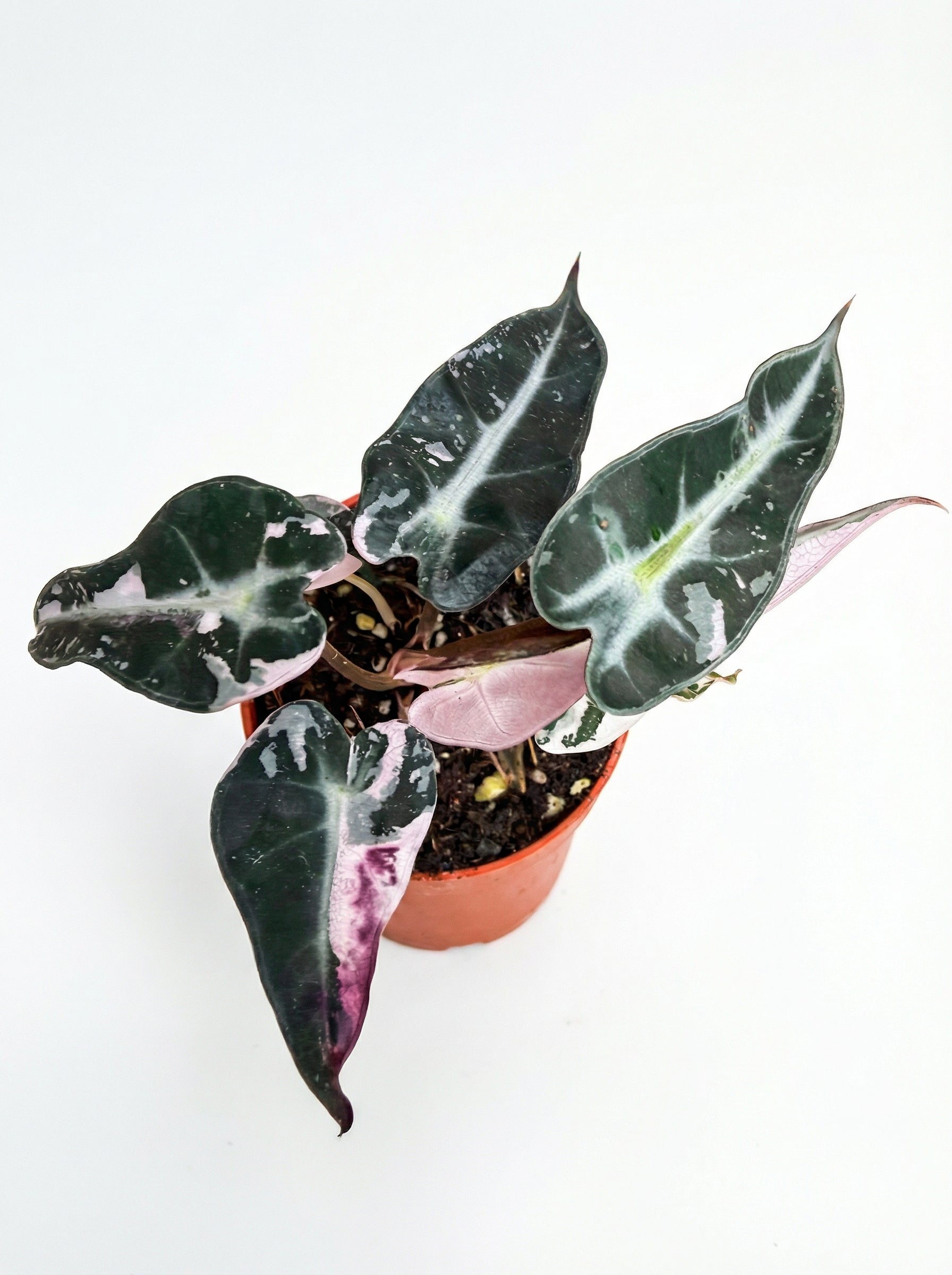 אלוקסיה במבינו ורודה | בייבי מבצע-2-nan.png.png