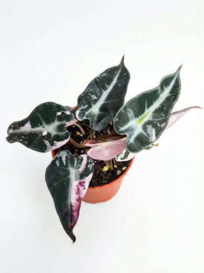 אלוקסיה במבינו ורודה | בייבי מבצע-2-nan.png.png