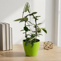 כד קרמיקה חלק ירוק קוטר 13