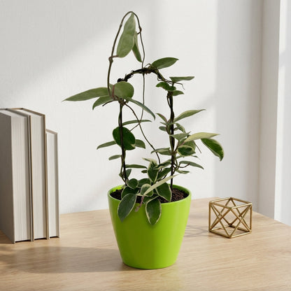 הויה מגוונת על קשת עציץ קוטר 12 ס״מ