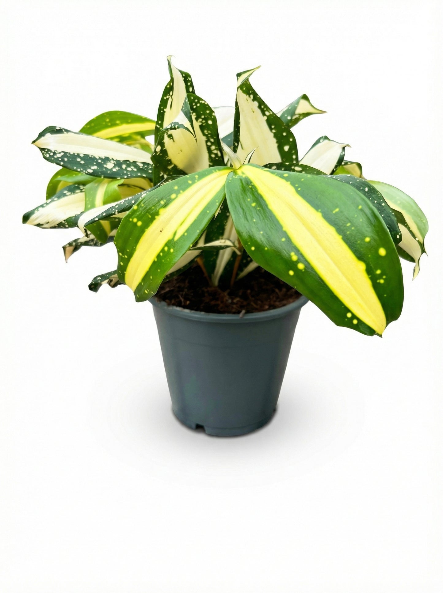 דרצנה מילקי ווי | בינוני-1-nan.png.png