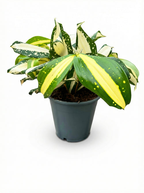 דרצנה מילקי ווי | בינוני-1-nan.png.png