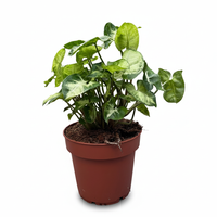 עציץ מגדלים (חינם)