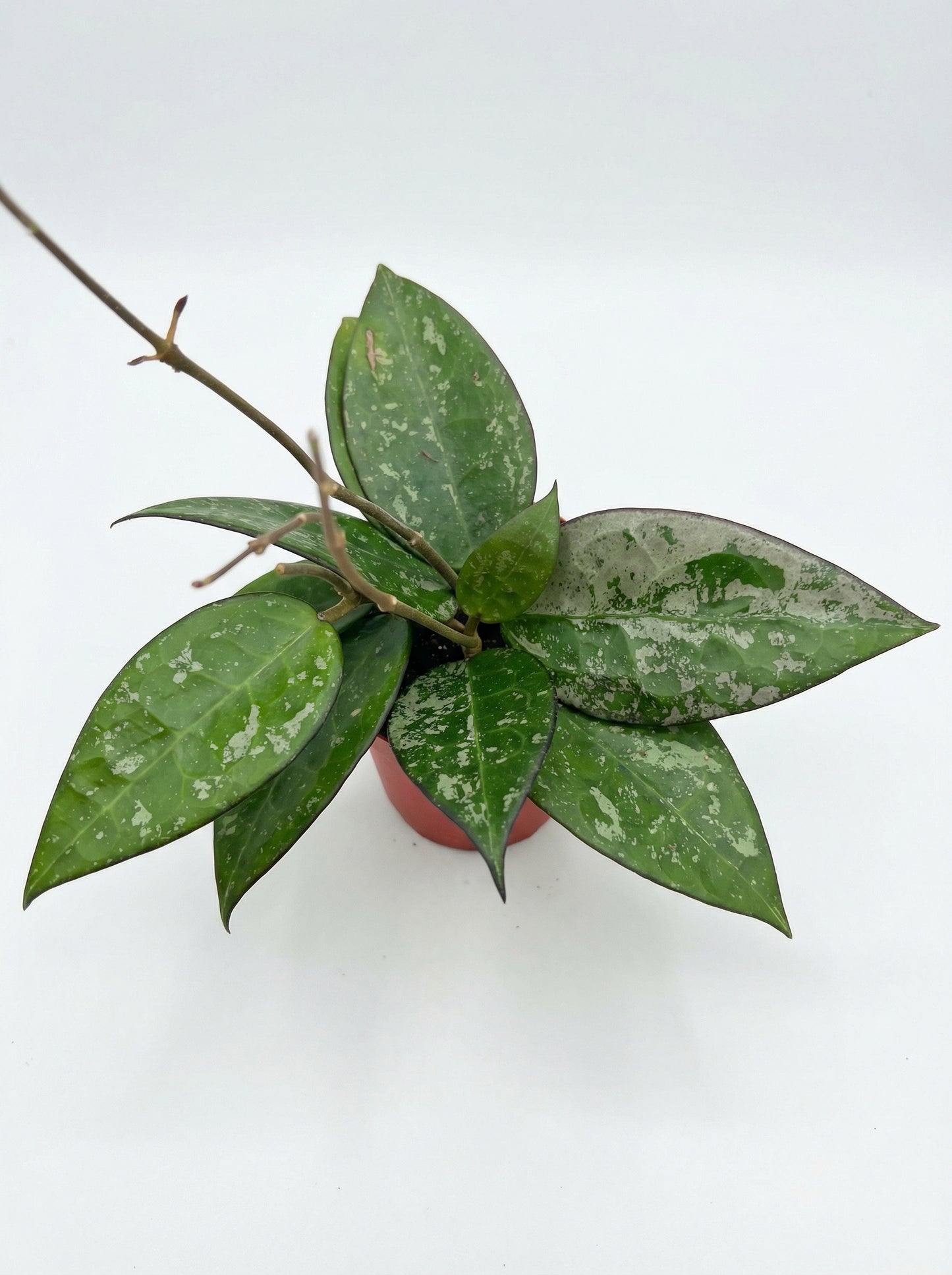 הויה בלאק מרגין ספלאש | בייבי מבצע-2-nan.png.png