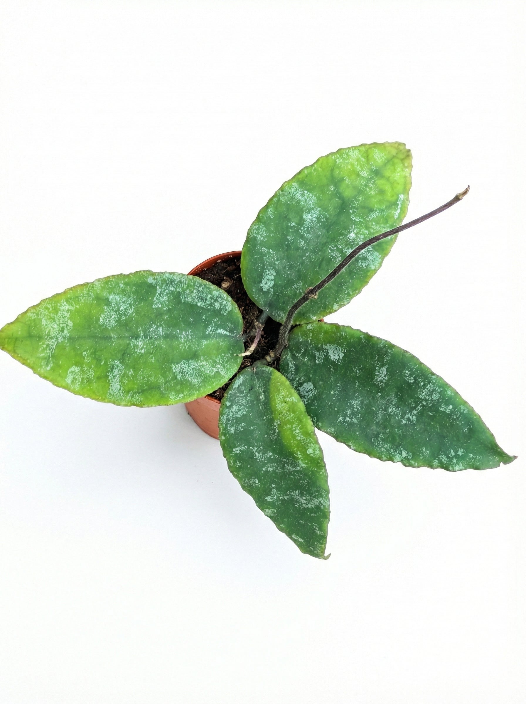 הויה קאודטה גולד | בייבי-2-nan.png.png