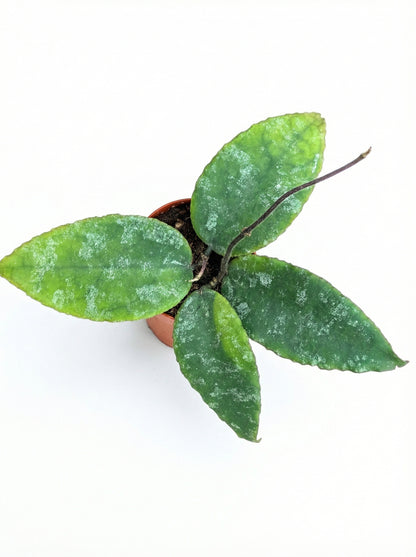 הויה קאודטה גולד | בייבי-2-nan.png.png