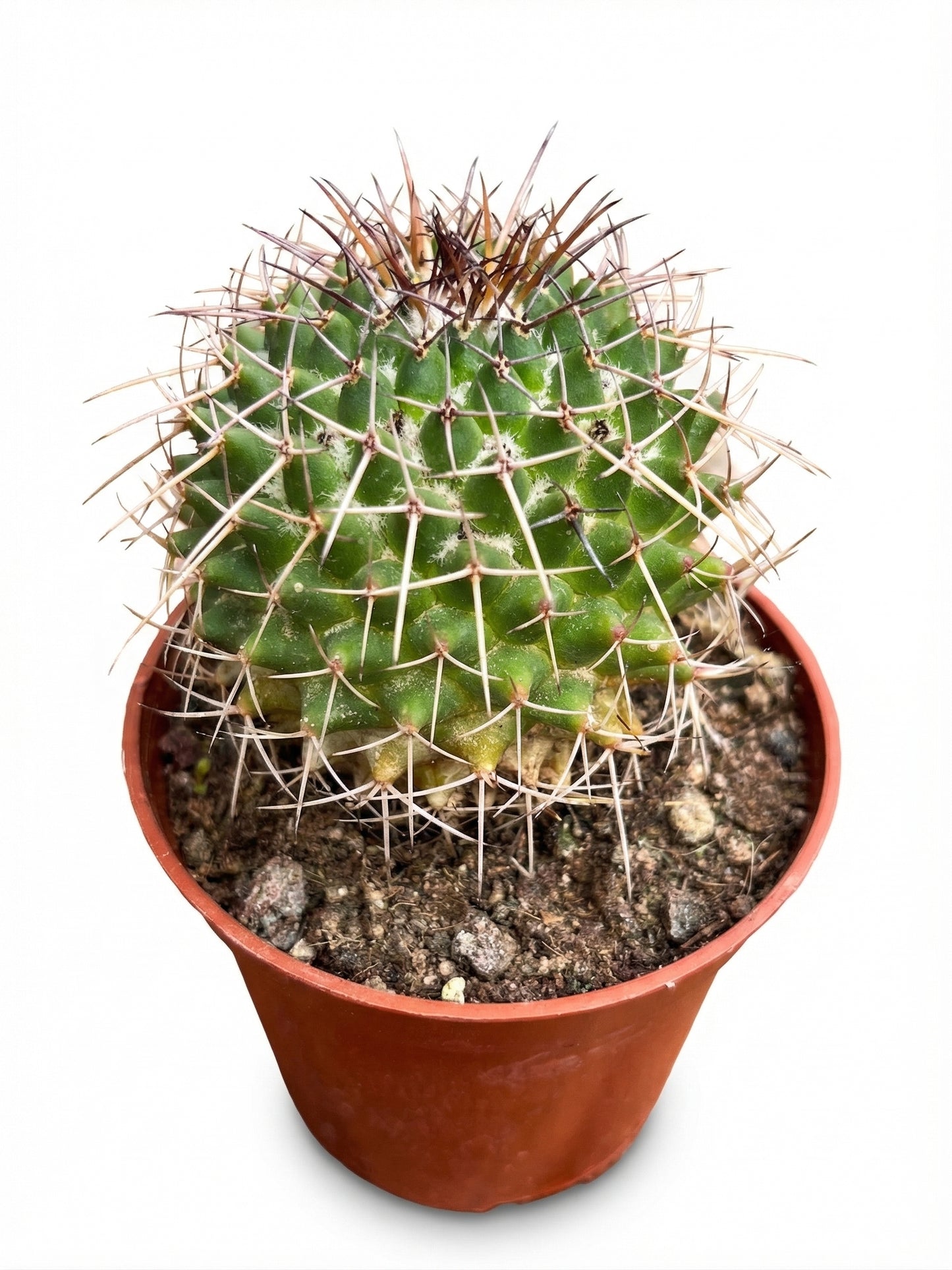 קקטוס בהפתעה | בייבי-4-nan.png.png