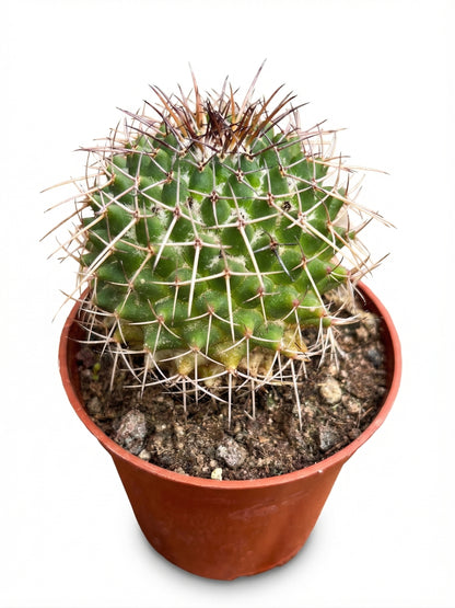 קקטוס בהפתעה | בייבי-4-nan.png.png