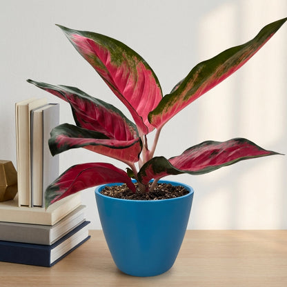 אנגלומה אדומה